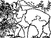 coloriage chat angora devant les fleurs